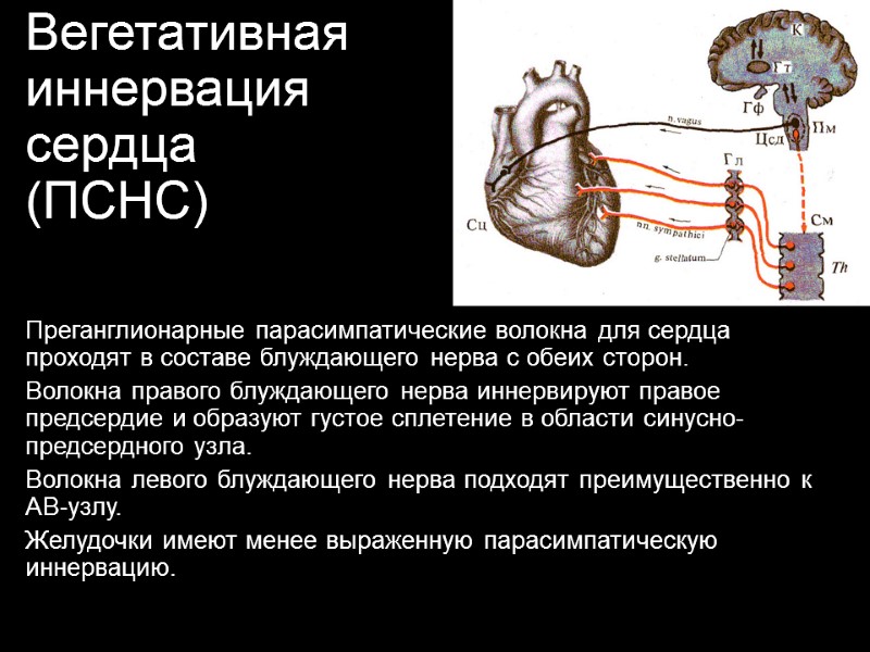 Вегетативная иннервация  сердца (ПСНС) Преганглионарные парасимпатические волокна для сердца проходят в составе блуждающего